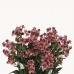 Sunbury Mauve Astrantia